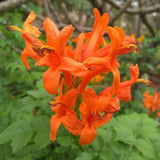 Orange Honeysuckle Plant Live 4-8 Inches, Vibrant Honeysuckle Climbing Plant in 4" Pot, Outdoor Garden Planting