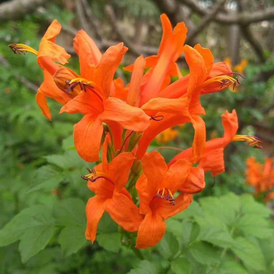 Orange Honeysuckle Plant Live 4-8 Inches, Vibrant Honeysuckle Climbing Plant in 4" Pot, Outdoor Garden Planting
