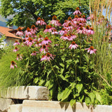 4 Purple Echinacea Plants Live Roots, 4 to 6 Inc Tall, Purple Coneflower Live Plant Flowering Gardening