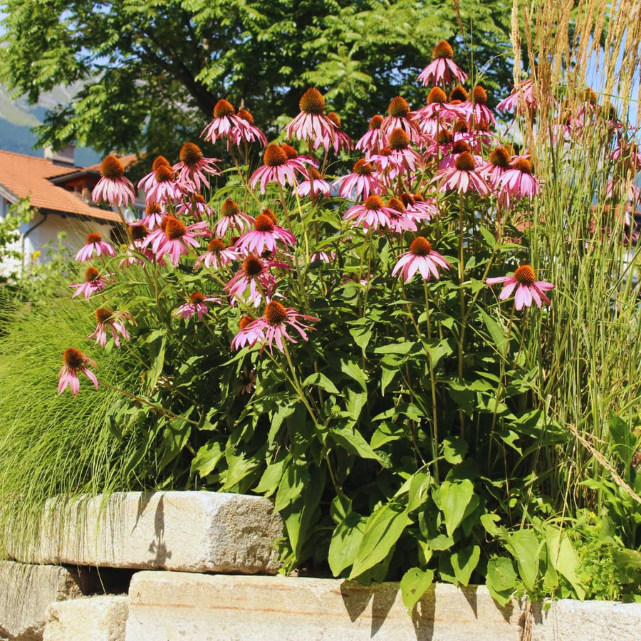 4 Purple Echinacea Plants Live Roots, 4 to 6 Inc Tall, Purple Coneflower Live Plant Flowering Gardening