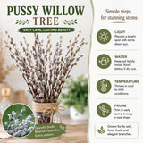 Pussy Willow Live Plant in 2.5 Inch Pot, Ornamental Shrub, Fast Growing Early Spring Blooming Tree for Gardening