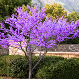 Eastern Redbud Trees Live Plants Seedlings, 1 Year Old Well- Rooted Bare Roots, 6 to 15 Inches, Red Bud Tree for Planting Outdoor