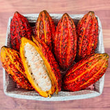 8" Cacao Tree Plant Live, High Yield Theobroma Cocoa Chocolate Trees Live Plants for Growing in Half Gallon Pot, No CA