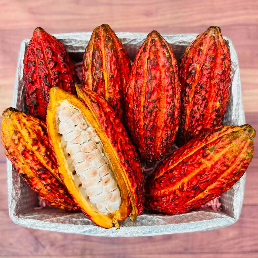 8" Cacao Tree Plant Live, High Yield Theobroma Cocoa Chocolate Trees Live Plants for Growing in Half Gallon Pot, No CA