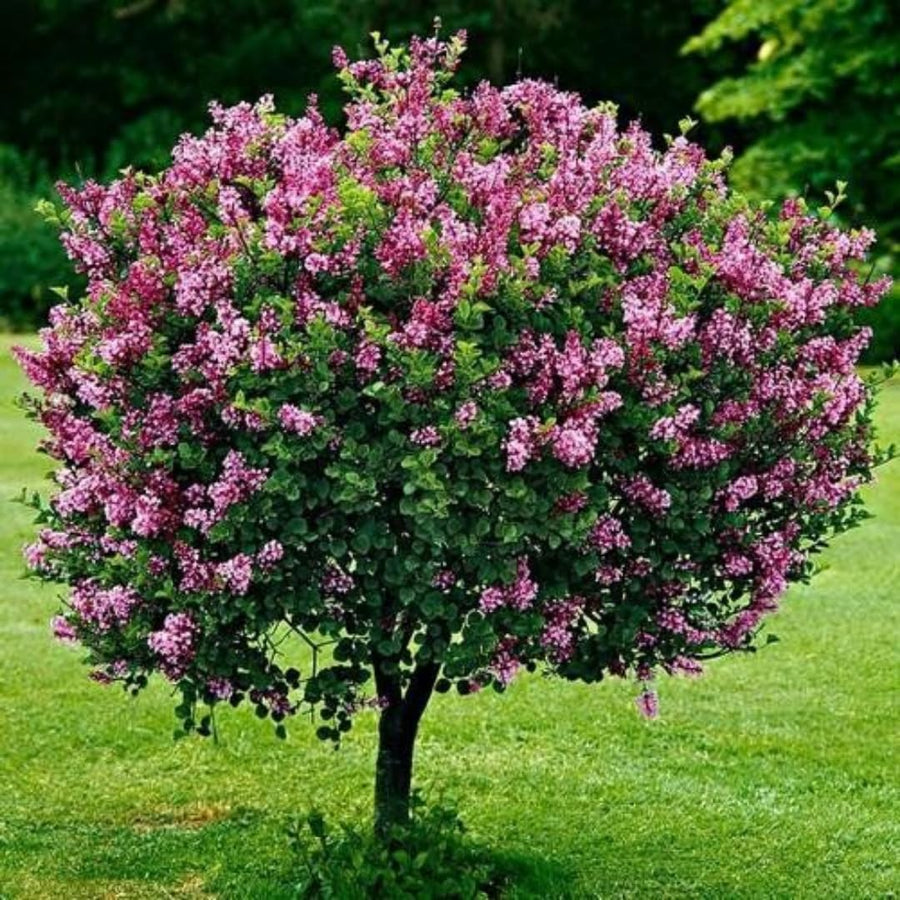 Old Fashion Lilac Bush Live Tree Plant, 1 Year Old Tree for Planting, 6 to 12 Inches in Tall, Hardy Shrub, Dormant in Winter