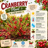 Set of 3 Live Cranberry Plants, 3 to 5 Inches Tall, Cranberry Starter Plants Live, Edible Berry Plants for Raised Beds, Containers, and Outdoor Landscapes