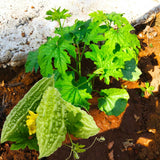 25 Short Bitter Melon Seeds for Planting, Green Bitter Gourd Vegetable Seeds for Home Garden, Vegetable Vine Plants Seed