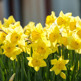 Set 30 Daffodil Bulls for Planting, Top Size Narcissus Flower Bulbs, Perennial Spring Flowers, Cold Hardy, Ideal for Gardens, Pots and Landscaping (Bright Yellow)