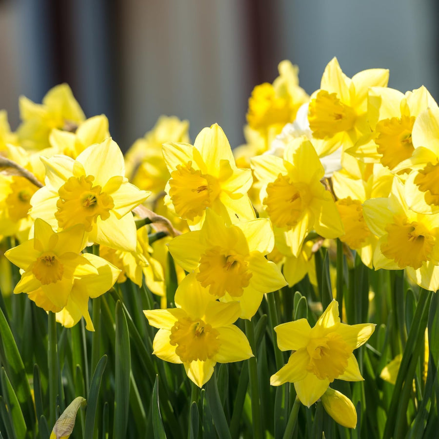 Set 30 Daffodil Bulls for Planting, Top Size Narcissus Flower Bulbs, Perennial Spring Flowers, Cold Hardy, Ideal for Gardens, Pots and Landscaping (Bright Yellow)