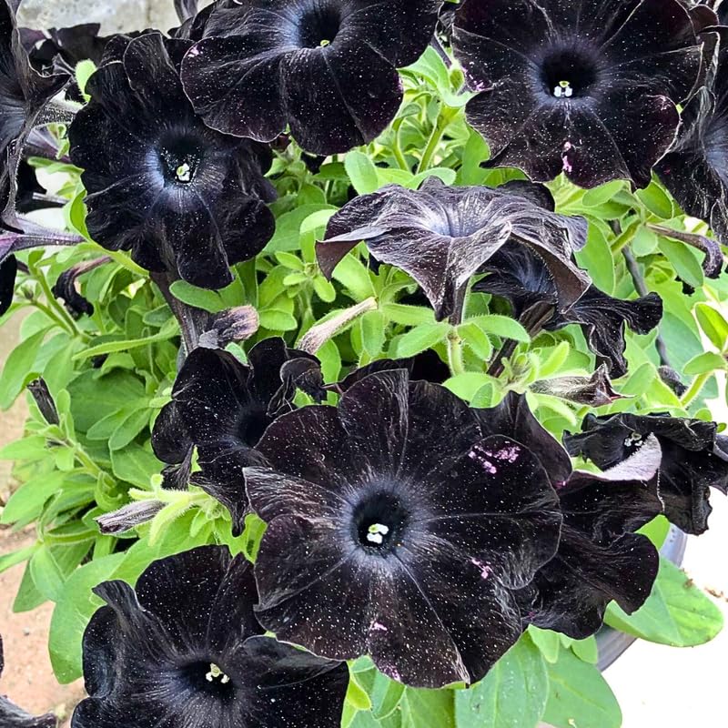 Black Petunia Plants for Planting, Ready to Grow Petunia Flowers, Vibrant Black Flowers, 2 Pots 3-5 Inches