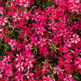Set 2 Creeping Phlox Live Plants, Creeping Phlox Plants Perennial, Groundcover Hardy Flower Plants for Growing Outdoor, No Pot, Size 4 Inch Pot