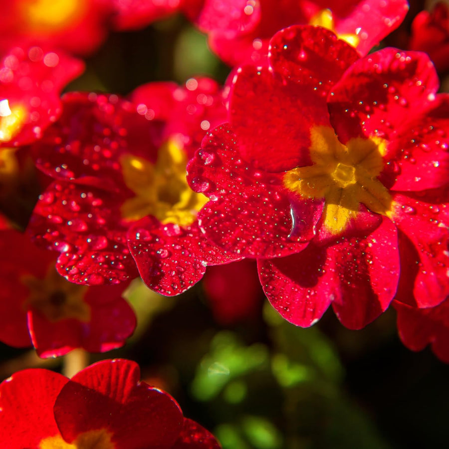 Set 2 Red Primrose Plants Live, Hardy Primrose Flower Live Plant from 5'' Long