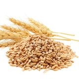 4Lbs Rye Cover Crop Seeds for Planting, Rye Grass Seeds for Garden, Lawn, Outdoor Ground Cover