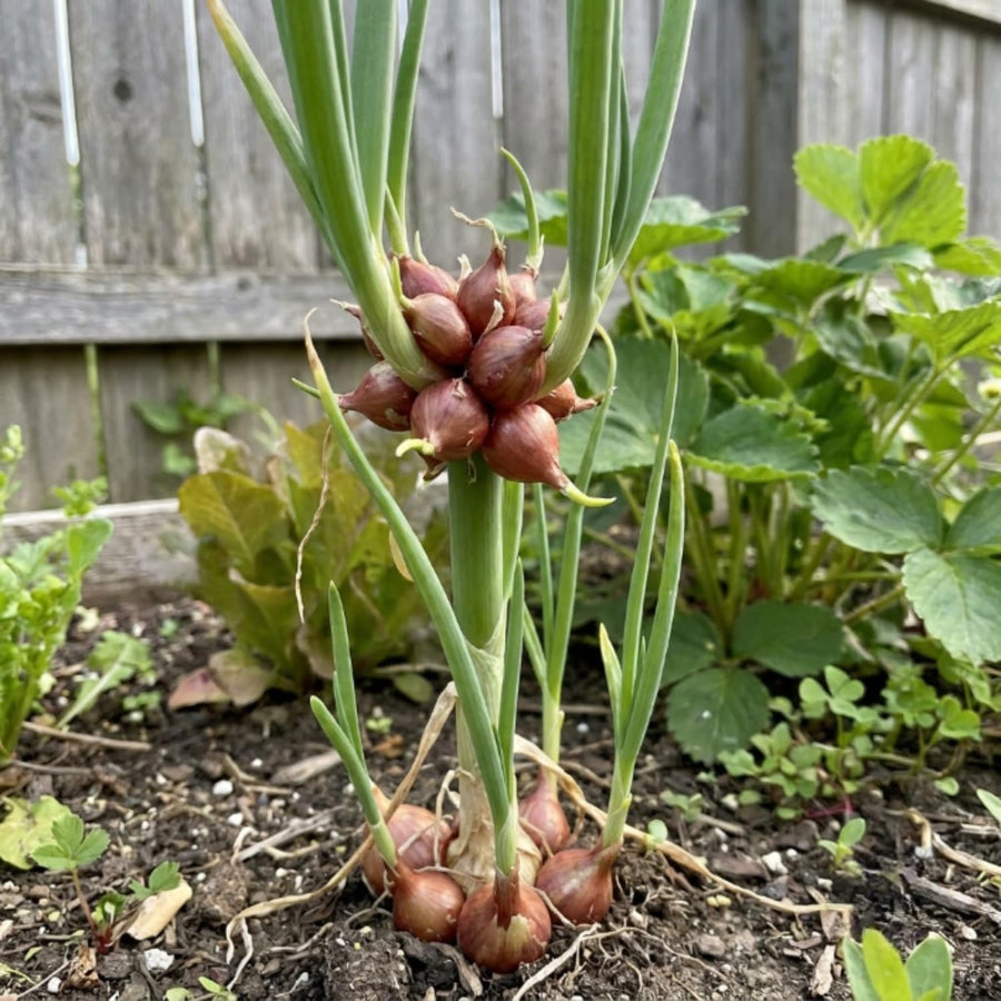 Set of 10 Egyptian Walking Onion Bulbs, Walking Onion Perennial Vegetable