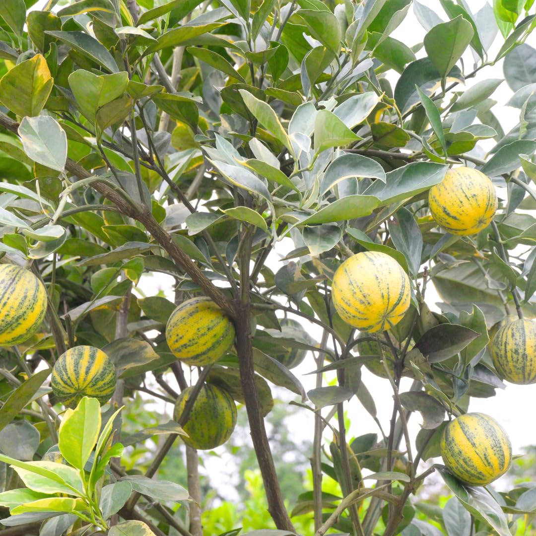 3 Years Old Variegated Pink Lemon Tree Live Plant, 3-4 Feet Tall Grafted Citrus Tree, Hardy Yellow Lemon Fruit Tree for Outdoor Planting