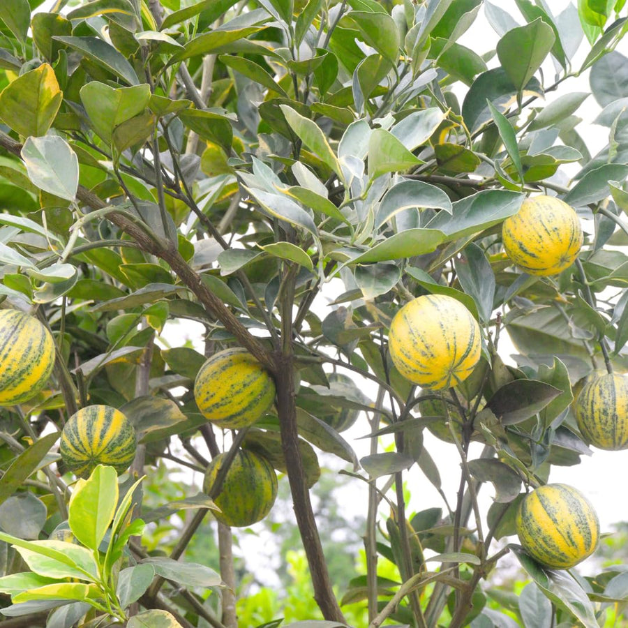 3 Years Old Variegated Pink Lemon Tree Live Plant, 3-4 Feet Tall Grafted Citrus Tree, Hardy Yellow Lemon Fruit Tree for Outdoor Planting