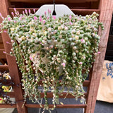 Variegated String of Pearls Live Plants, Easy Indoor Trailing Succulent in 4" Pot, Hanging Succulent Houseplant Indoor Outdoor Planting