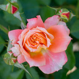 Rose Plant Live for Planting Indoor Outdoor, Rose Bush Live Plant (Pumpkin Rose)