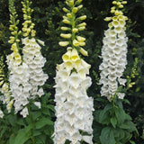 Live White Foxglove Plant, 3-5" Tall, 3 Inch Pot, White Foxglove Plant, Hardy Perennial with Colorful Summer Flowers