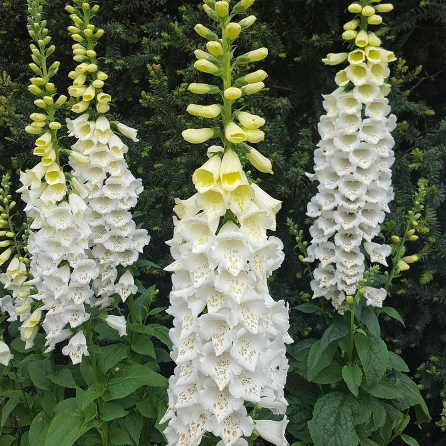 Live White Foxglove Plant, 3-5" Tall, 3 Inch Pot, White Foxglove Plant, Hardy Perennial with Colorful Summer Flowers