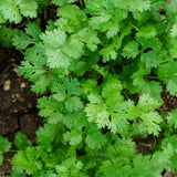 Live Green Cilantro Plant in 4 Inch Pot, Cilantro Herb Plant, Culinary Herb, Well Rooted for Indoor Herb Gardens and Outdoor Planting