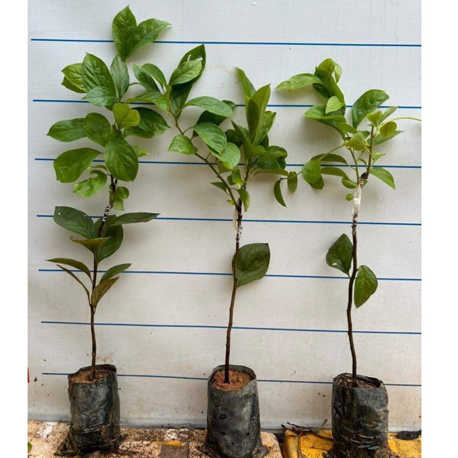 3 Cold Hardy Persimmon Trees Live Plants, 6-13" in Tall, American Persimmon Fruit Tree, Bare Root to CA, Dormant in Winter