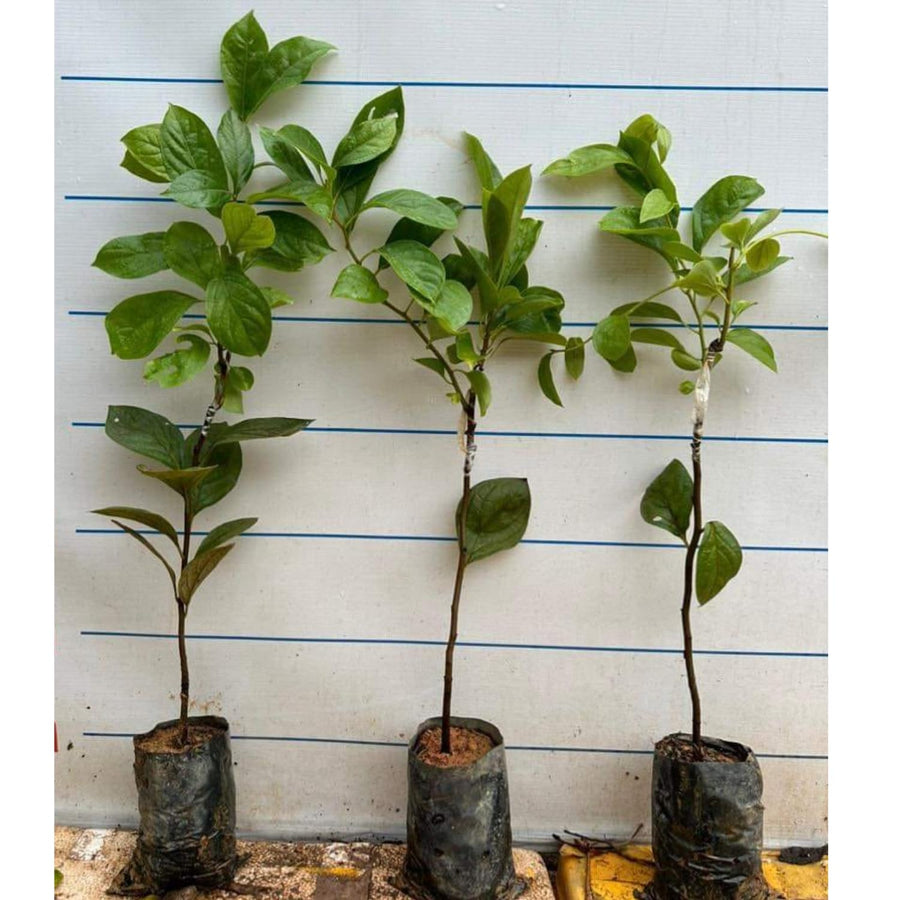 2 Cold Hardy Persimmon Trees Live Fruit Plants, 6-14" Tall Well-Rooted, American Persimmon Tree