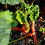 5 Rhubarb Roots for Planting, Bare Root Rhubarb Crowns, Hardy Perennial Vegetable Plants for Outdoor Garden Growing