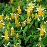 Yellow Shrimp Plants Live, Seedlings Justica Brandegeana Tree Bush, 5-9 Inches Tall