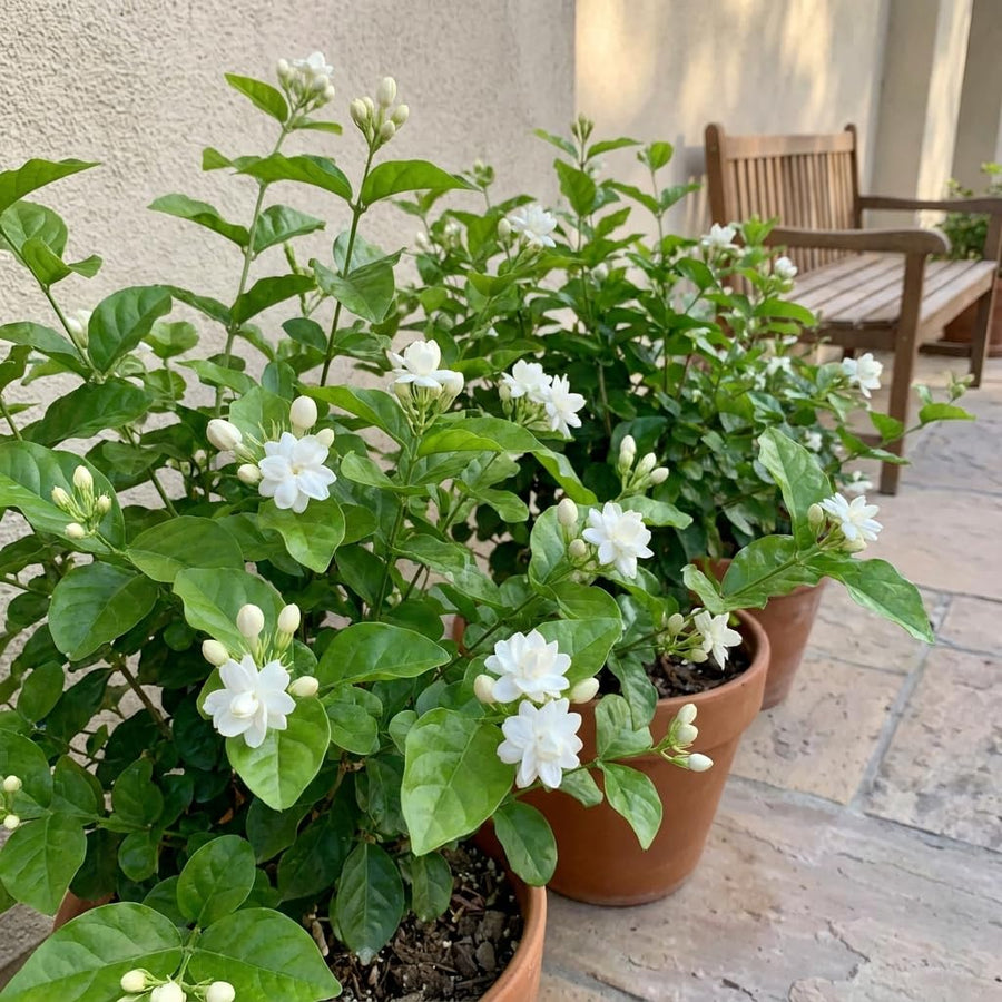 Live Sambac Jasmine Plant, Well Rooted Jasmine Vine in Gallon Pot, Extremely Fragrant, Hardy, Indoor Outdoor Planting