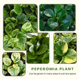 3 Assorted Peperomia Plants Live in 2 Inch Pot - 3-4" Mix Peperomia Plants, Mini Tropical Houseplants for Indoor Planting