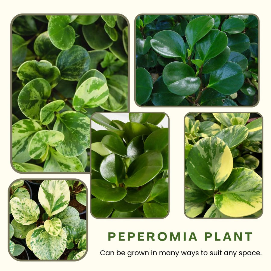 3 Assorted Peperomia Plants Live in 2 Inch Pot - 3-4" Mix Peperomia Plants, Mini Tropical Houseplants for Indoor Planting