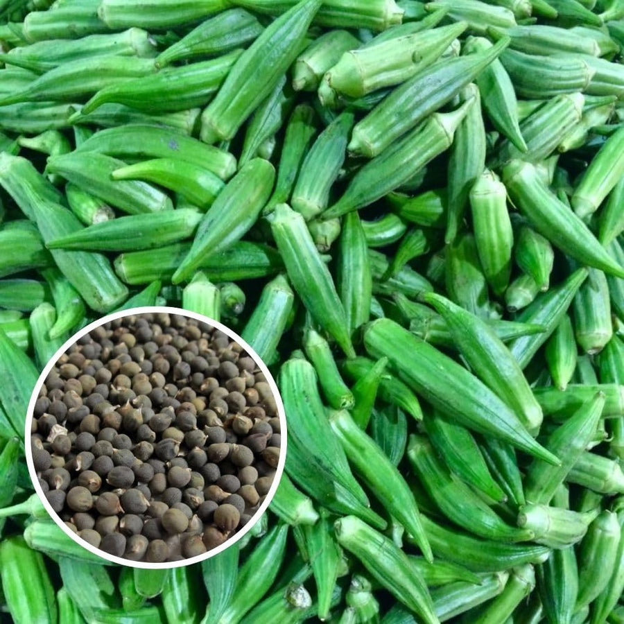 60 Okra Seeds for Planting Garden, Okra Vegetable Seeds for Yard and Backyard