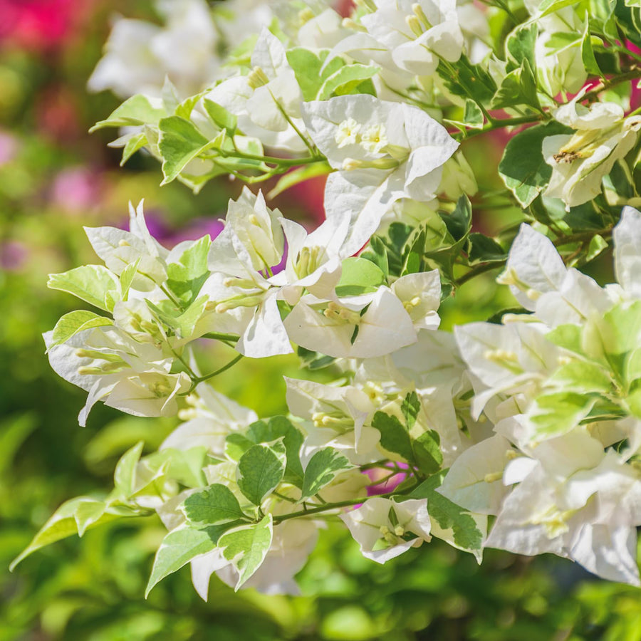 2 Bougainvillea Plants - Variegated Bougainvillea Flower Plants Live in Garden - 4 to 5 Inches Height Rooted Bougainvillea Plants - Grow Well Outdoor