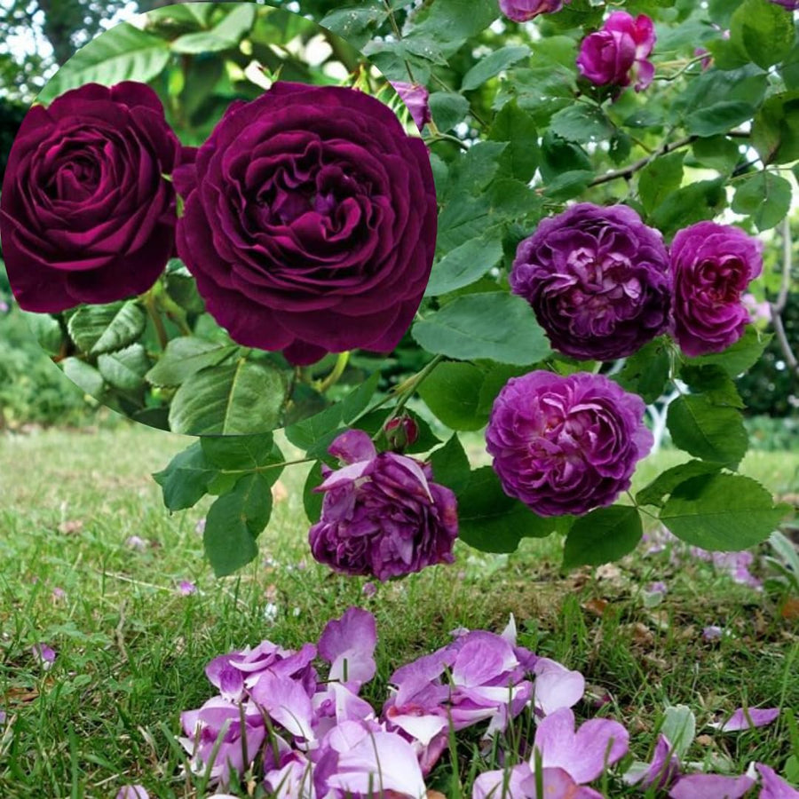 Purple Climbing Rose Live Plant Bare Root, Live Rose Bushes Ready to Plant Outdoor, 7-12 Inc Tall, Well Rooted, Cold Hardy