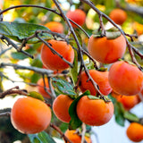 Set 2 Persimmon Live Plants, 1-2 Ft Bare Root Persimmon Plant, Perennial Hardy Fruit Plant for Garden, Patio and Landscape