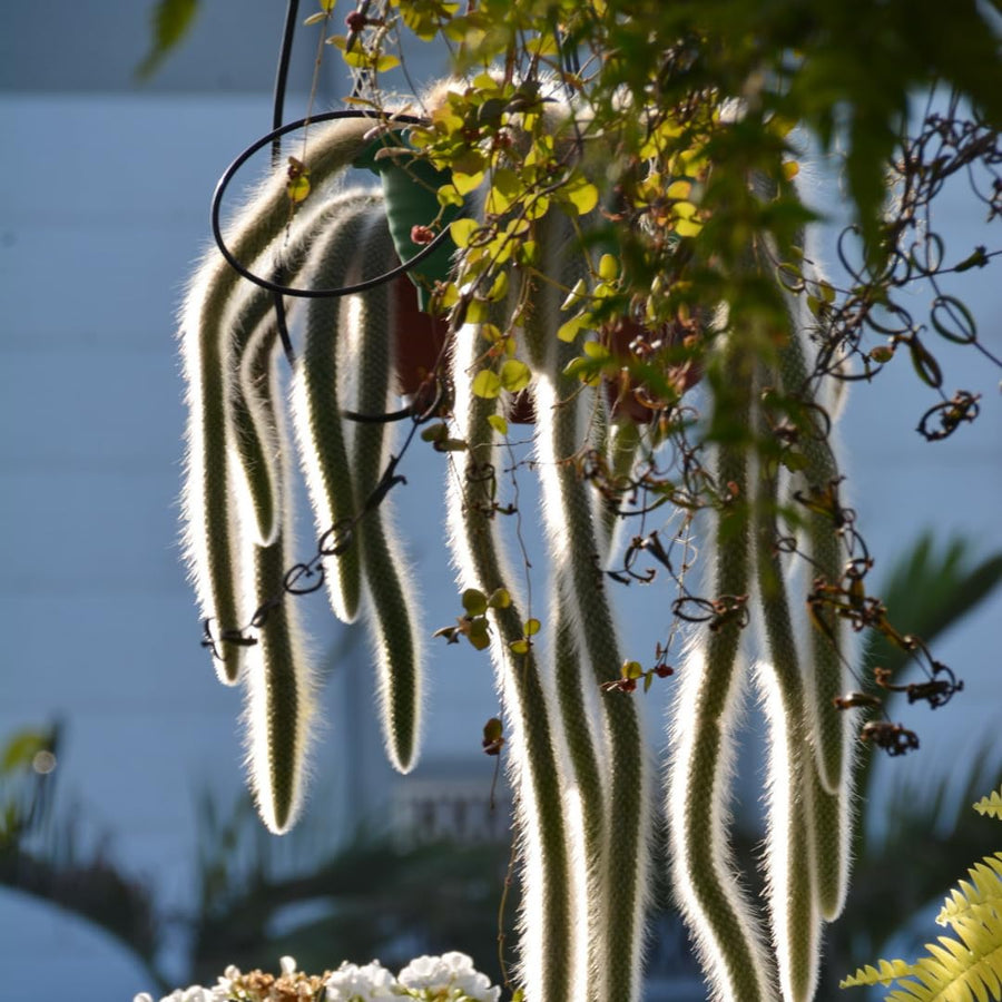 Trailing Monkey Tail Cactus Plant Live for House Plant, Live Succulents Plant for Planting Indoor Oudoor, 6 to 8 Inches Tall, No Pot