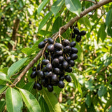 Black Plum Tree Live Plant in 4 Inch Pot, Black Fruit Tree 4-7 Inches Tall, Well Rooted Tropical Fruit Plant for Growing