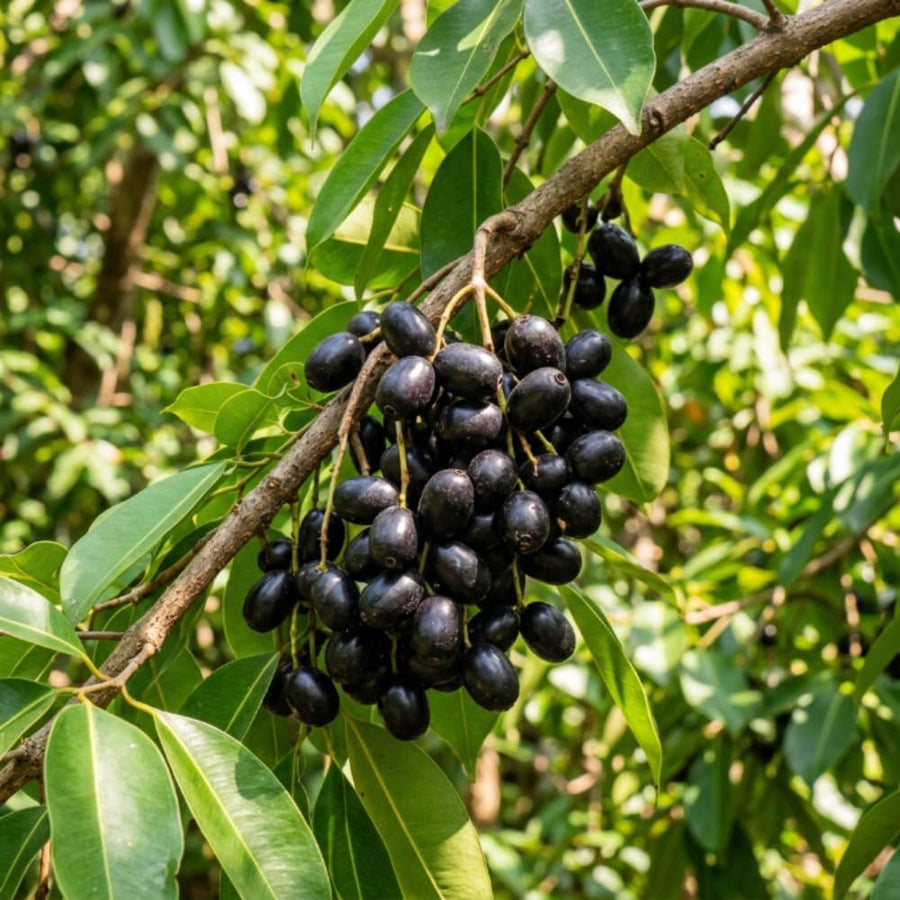 Black Plum Tree Live Plant in 4 Inch Pot, Black Fruit Tree 4-7 Inches Tall, Well Rooted Tropical Fruit Plant for Growing