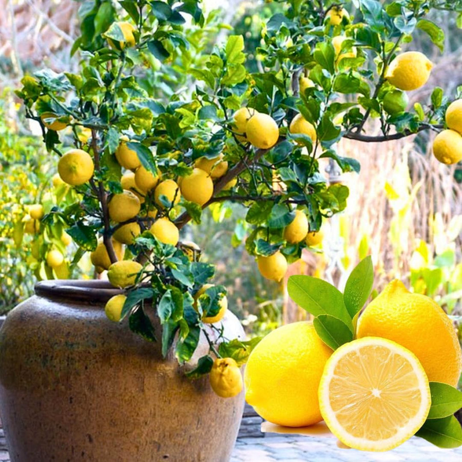 Meyer Yellow Lemon Tree Live Plant, Starter Seedling 2-3" Tall Citrus Tree, Hardy Yellow Lemon Fruit Tree for Outdoor Planting