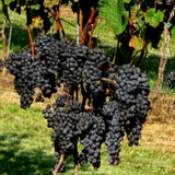 Summer Royal Black Seedless Grape Vines Trees Live Plants, Well-Rooted 1 to 2 Years Old, Grapes Plant Live for Outdoor Planting, Zones 3-9