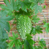 25 Short Bitter Melon Seeds for Planting, Green Bitter Gourd Vegetable Seeds for Home Garden, Vegetable Vine Plants Seed