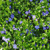 Set 60 Mixed Vinca Periwinkle Plants Live, Variegated Creeping Vinca and Vina Minor Vine Ground Cover, Starter Plants Perennial