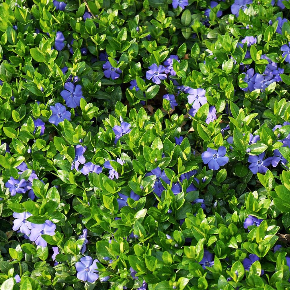 Set 60 Vinca Minor Periwinkle Plants Live, Creeping Vinca Vine Ground Cover, Starter Plants Perennial, Purple Flowers