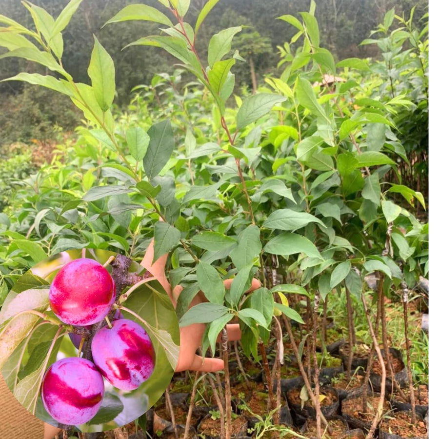 1-2 Feet Plum Tree Live Plant for Planting, No Pot Plum Tree Sweet Fruit, Cold Hardy, Dormant in Winter, Spring Planting