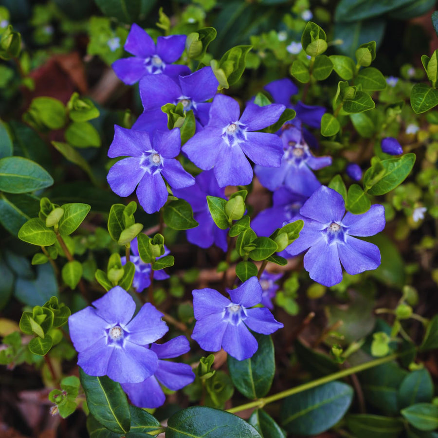 24 Periwinkle Plants Live for Planting, Vinca Plants Live for Planting, Vinca Minor Ground Cover Vine Bare Roots from 6 Inc Tall Garden