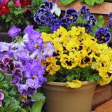 2 Mix Pansies Plants Live Potted, Pansy Plants Live, 4 to 6 Inc Tall