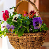 Set 2 Pansy Plants Live, Live Pansies Plant, 4-7 Inc Tall, Mix Pansy Seedling, Colorful Pansies Seedling for Indoor Outdoor Growing