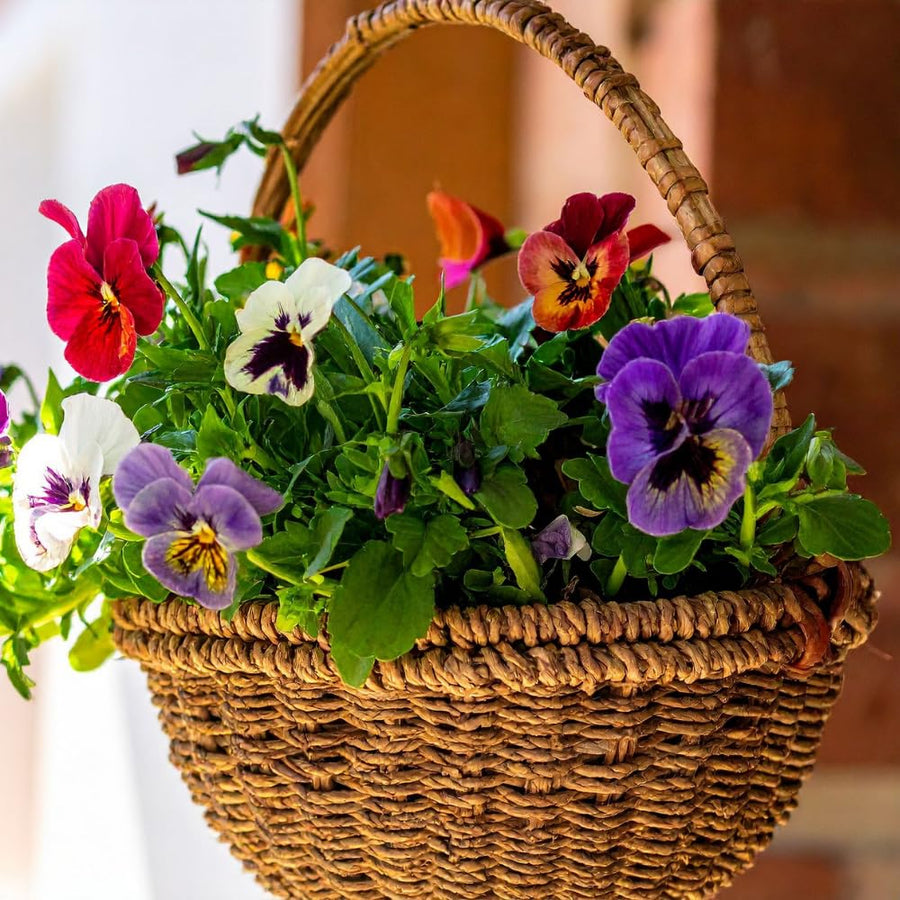 Set 2 Pansy Plants Live, Live Pansies Plant, 4-7 Inc Tall, Mix Pansy Seedling, Colorful Pansies Seedling for Indoor Outdoor Growing
