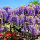 Purple Wisteria Tree Live Plant for Planting, 6-12 Inc Tall, Wisteria Vine Fragrant Flowers, Potted Well Plant